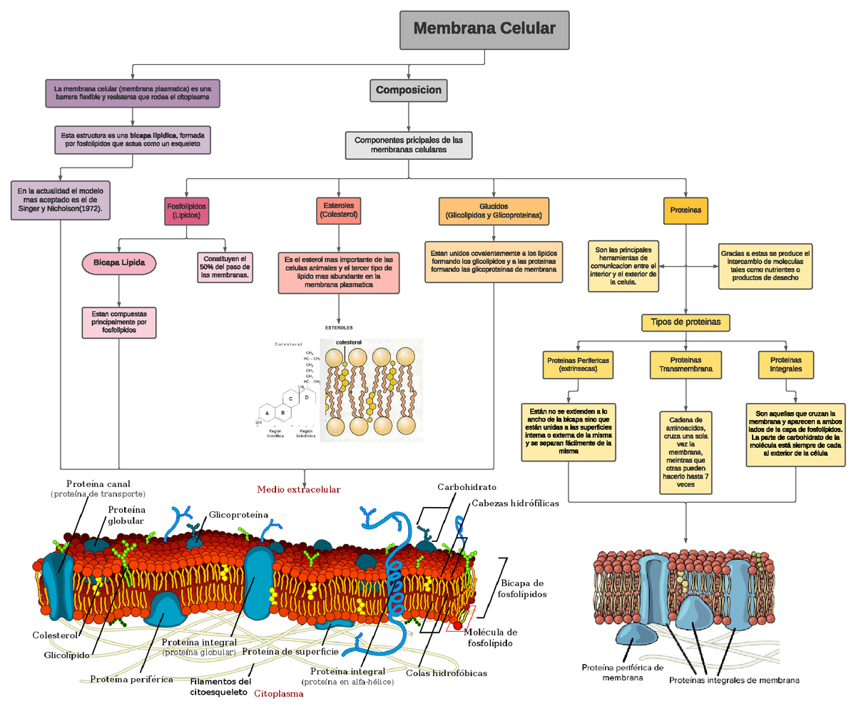 Arriba 58+ imagen mapa mental de la membrana celular