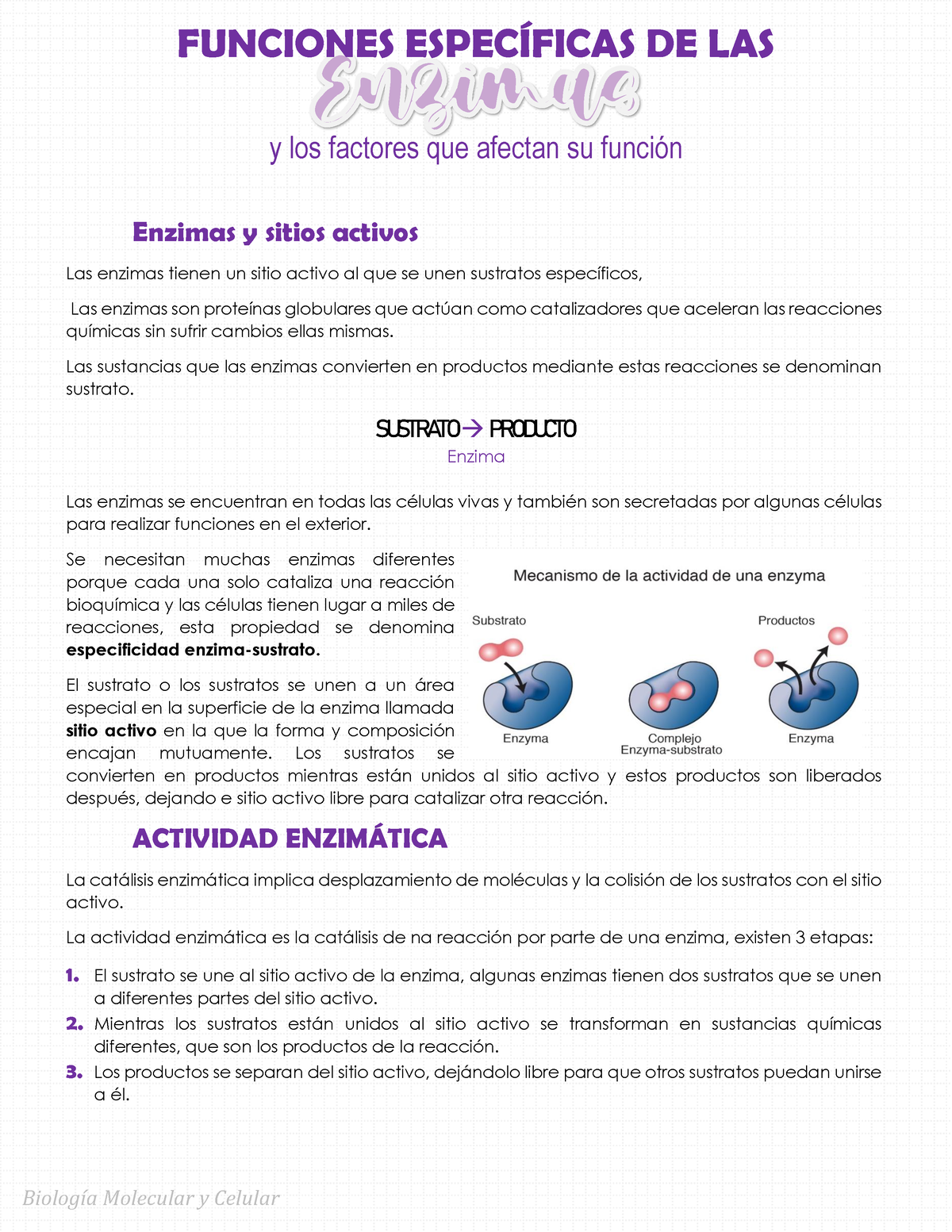 Funciones Específicas De Las Enzimas Biología Molecular Y Celular