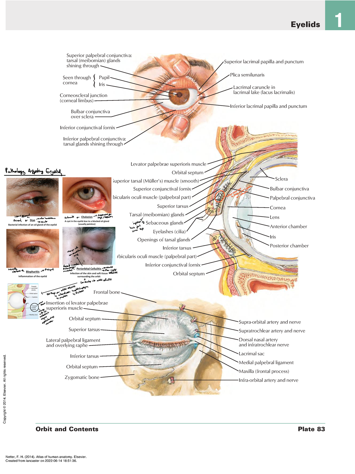 Anatomy of the Orbit: Overall Aspects of the Peri- and Intra Orbital Soft  Tissues | SpringerLink