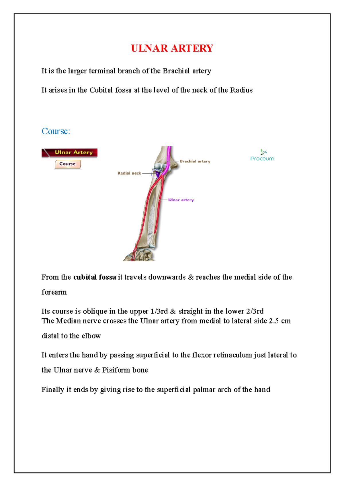 Ulnar Artery Document - ULNAR ARTERY It is the larger terminal branch ...