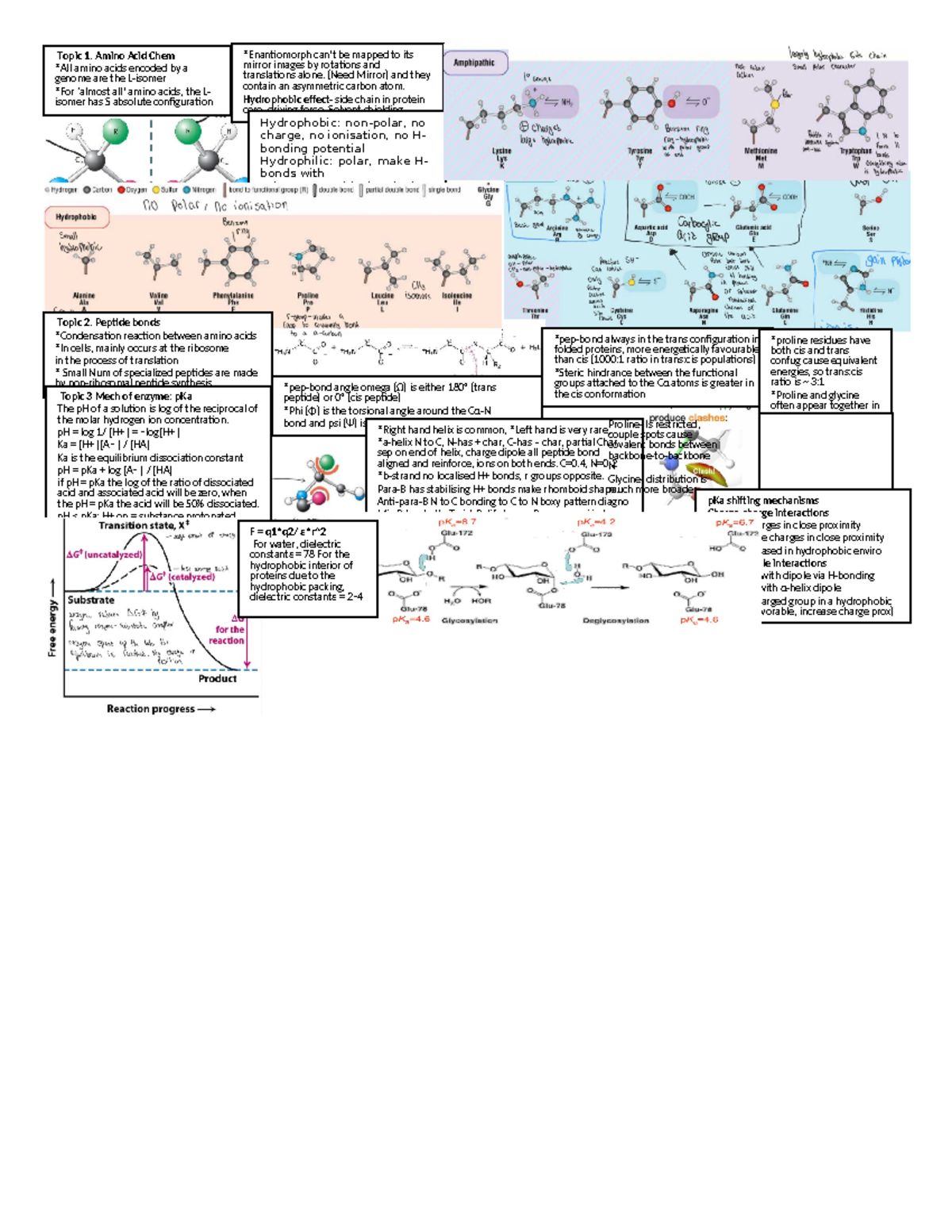 Biosci 203 Cheat sheet test - Topic 1. Amino Acid Chem *All amino acids ...