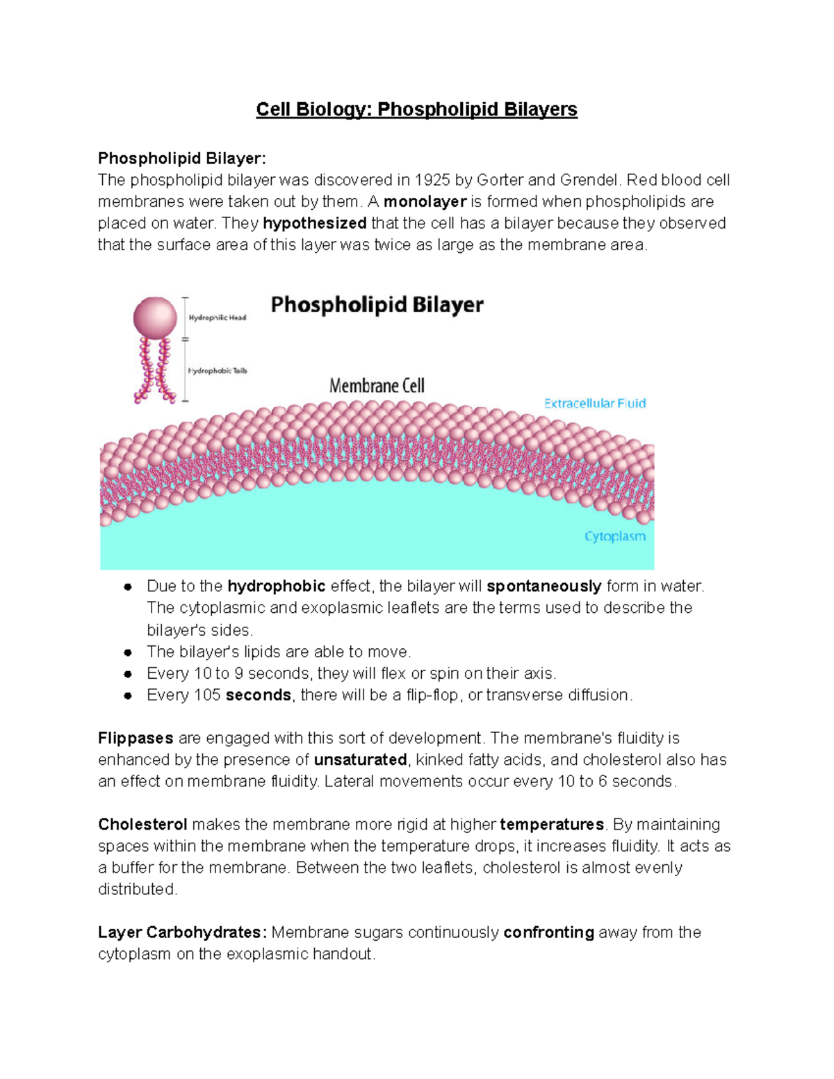 Cell Biology Phospholipid Bilayers - Cell Biology: Phospholipid ...