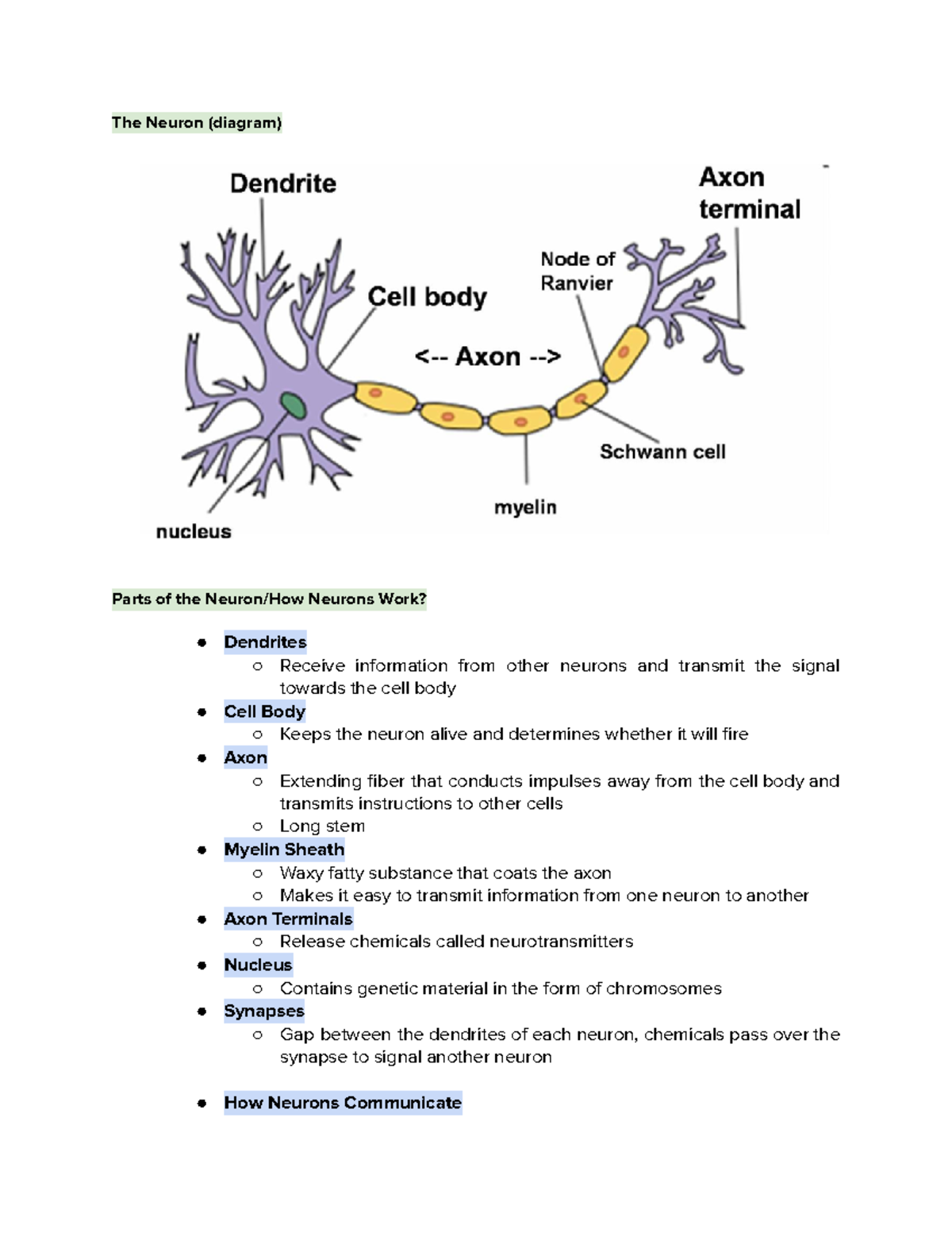 The Neuron - Studocu