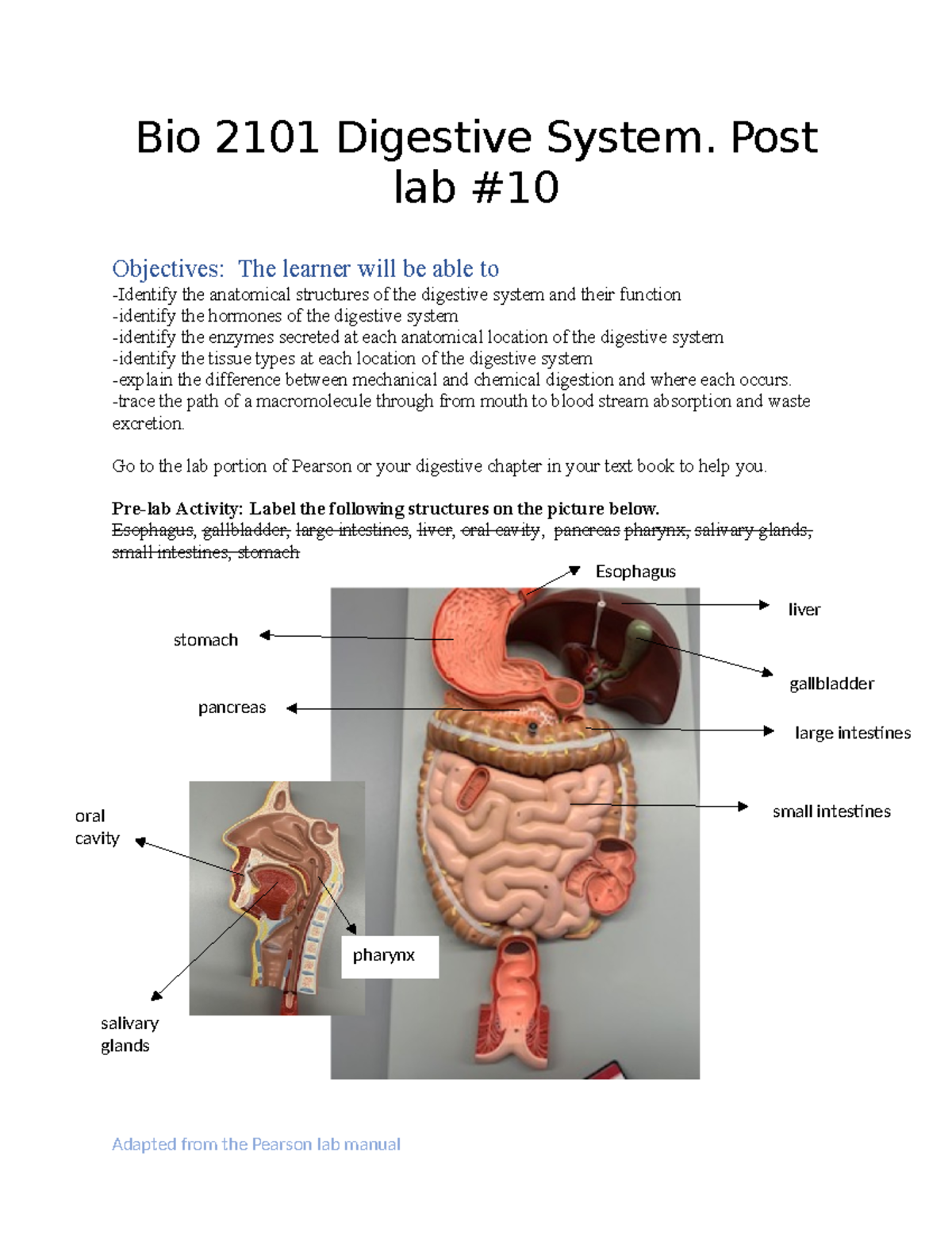 Bio 2101 Digestive System post lab #10 - Bio 2101 Digestive System ...