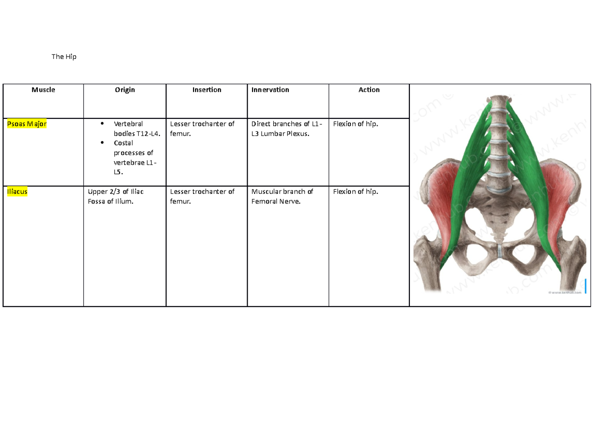 LL Muscles - BM Anatomy - Lecturer Alex Trollope. Lower leg Anatomy ...