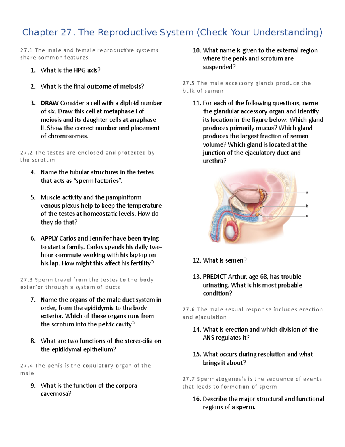 Chapter 27. (Check Your Understanding) - Chapter 27. The Reproductive ...