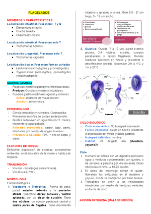 Lectura PARA Informe S5 removed - Neisseria gonorrhoeae (also known as ...
