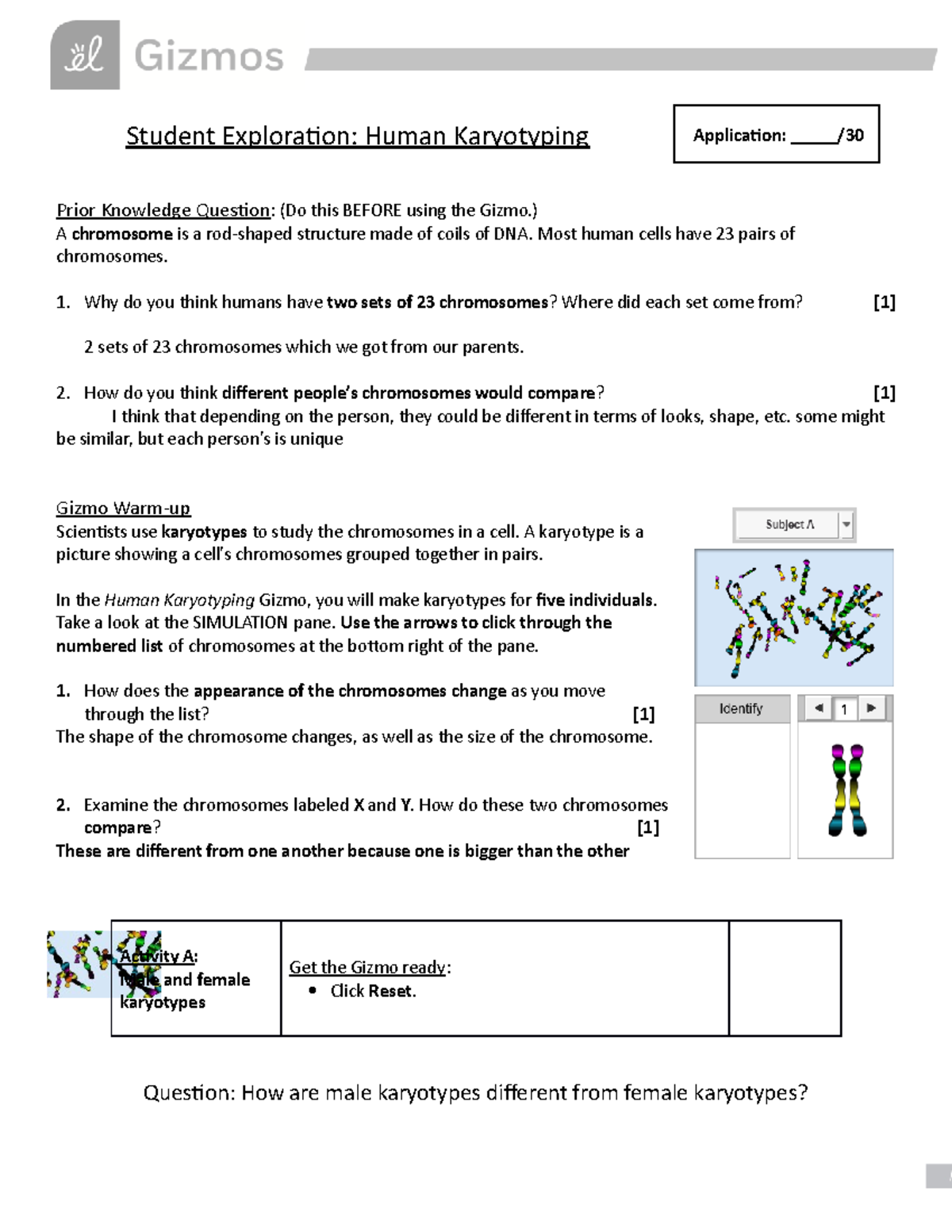 Gizmo Karyotype Worksheet - Student Exploration: Human Karyotyping ...