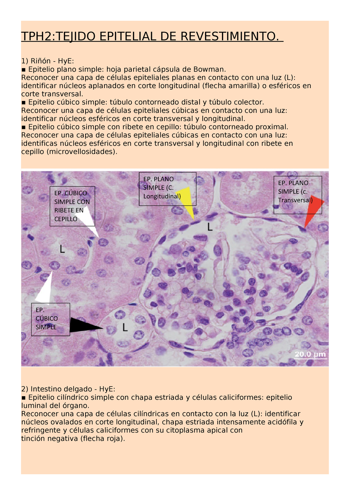 Tph2 Guia De Trabajo Practico Histologia Studocu