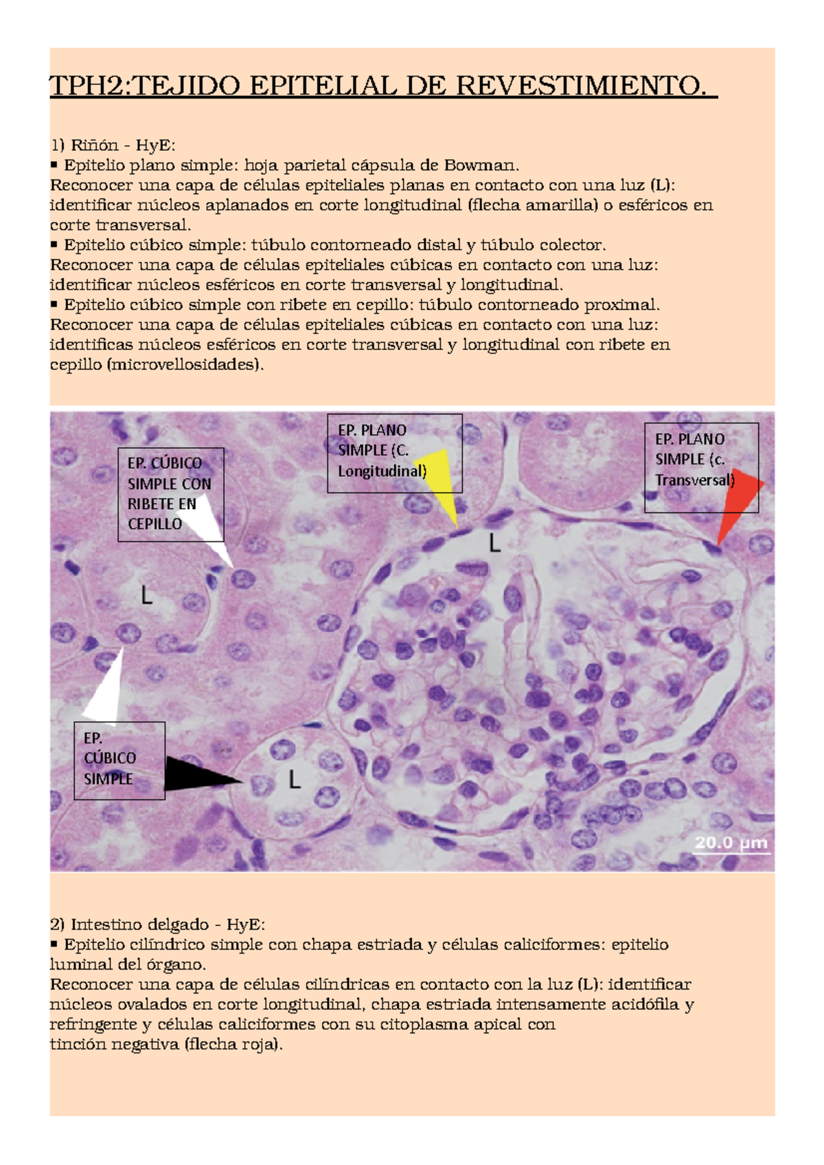 Tph2 Guia De Trabajo Practico Histologia Studocu