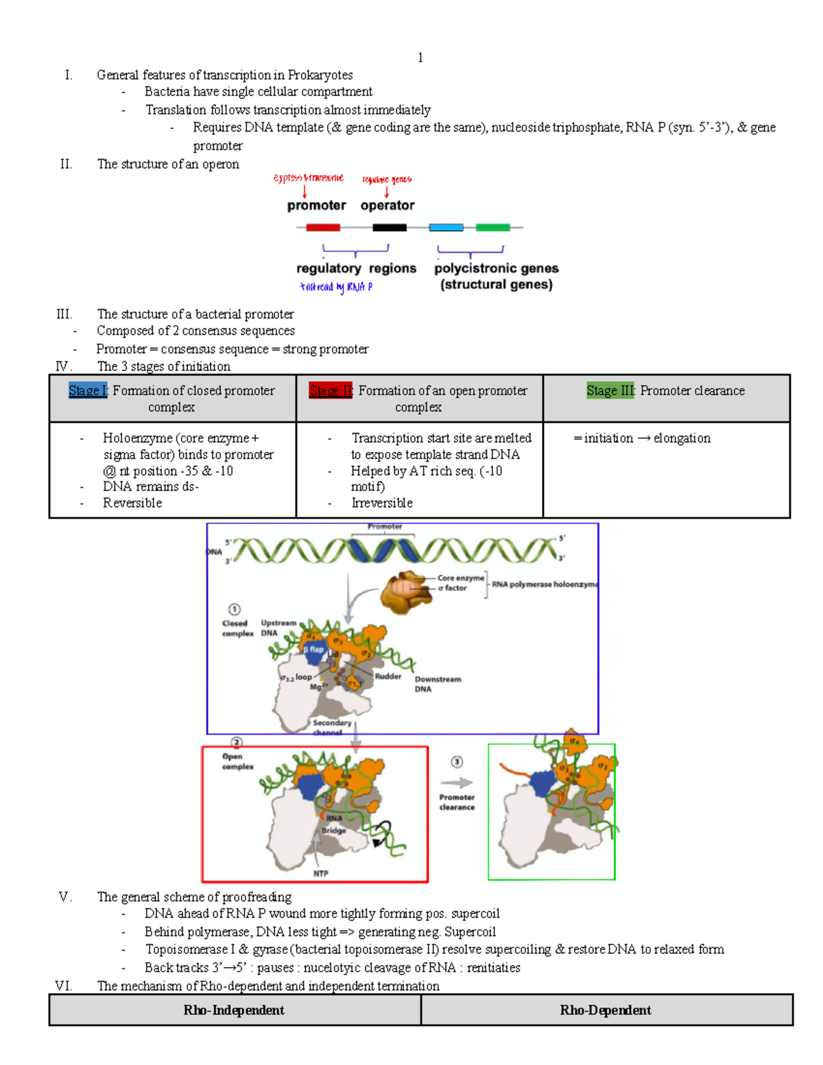 BIOL107A Major Concepts - I. General features of transcription in ...