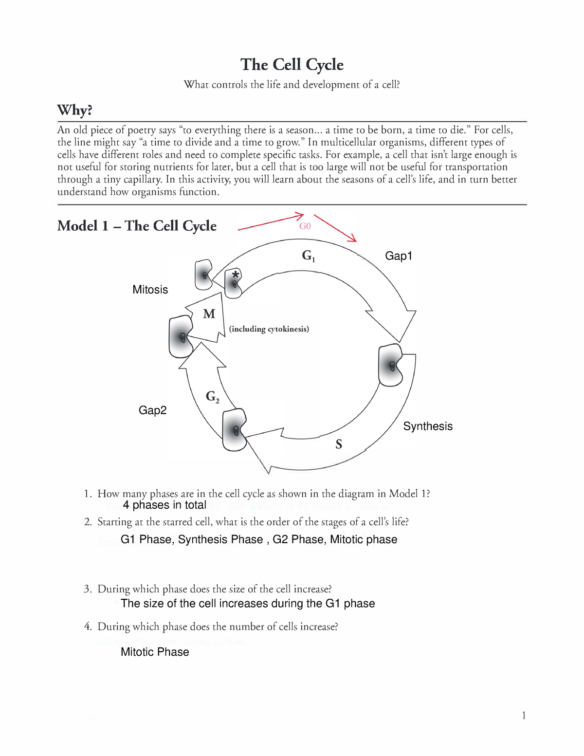 Completed Pogil The cell cycle - What controls the life and development ...