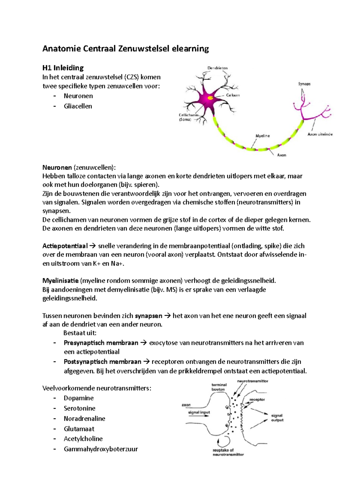 Anatomie Centraal Zenuwstelsel Elearning - Spieren). Zijn De Bouwstenen ...