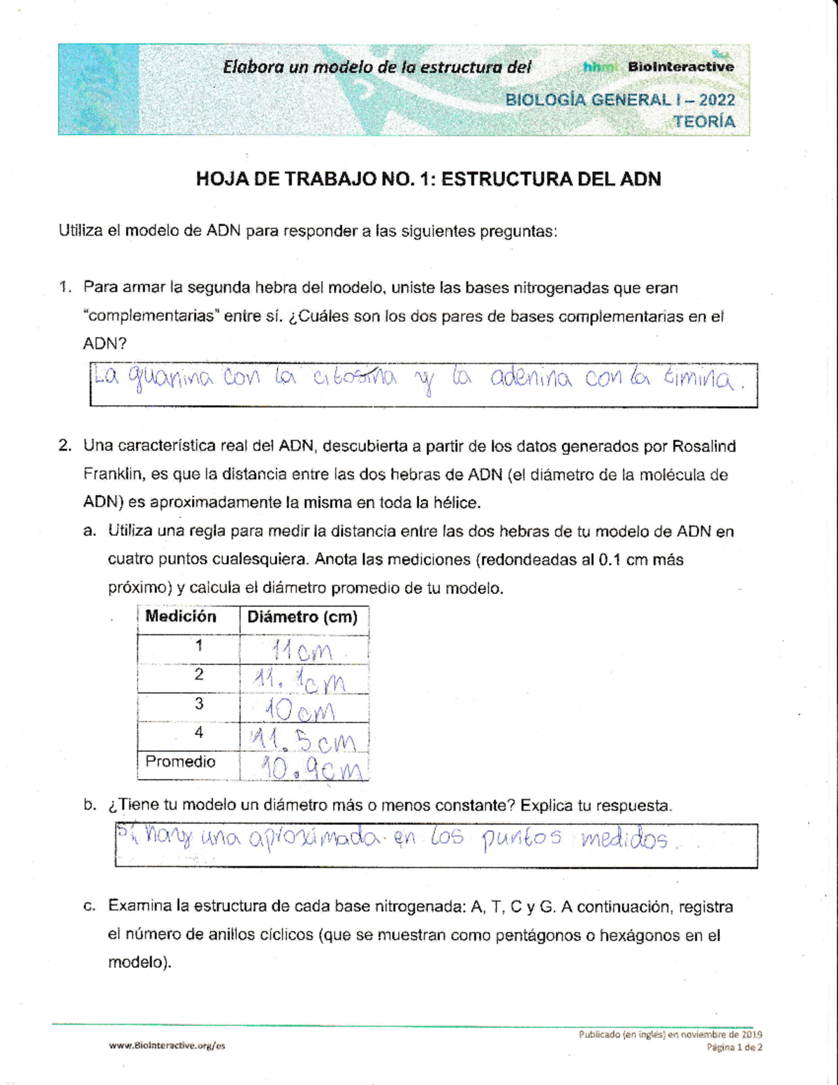 Hoja de trabajo ADN - Elaboru un modelo de la estructura del hh  Biolnteractive BIÜLOGíA GENERAL I - Studocu