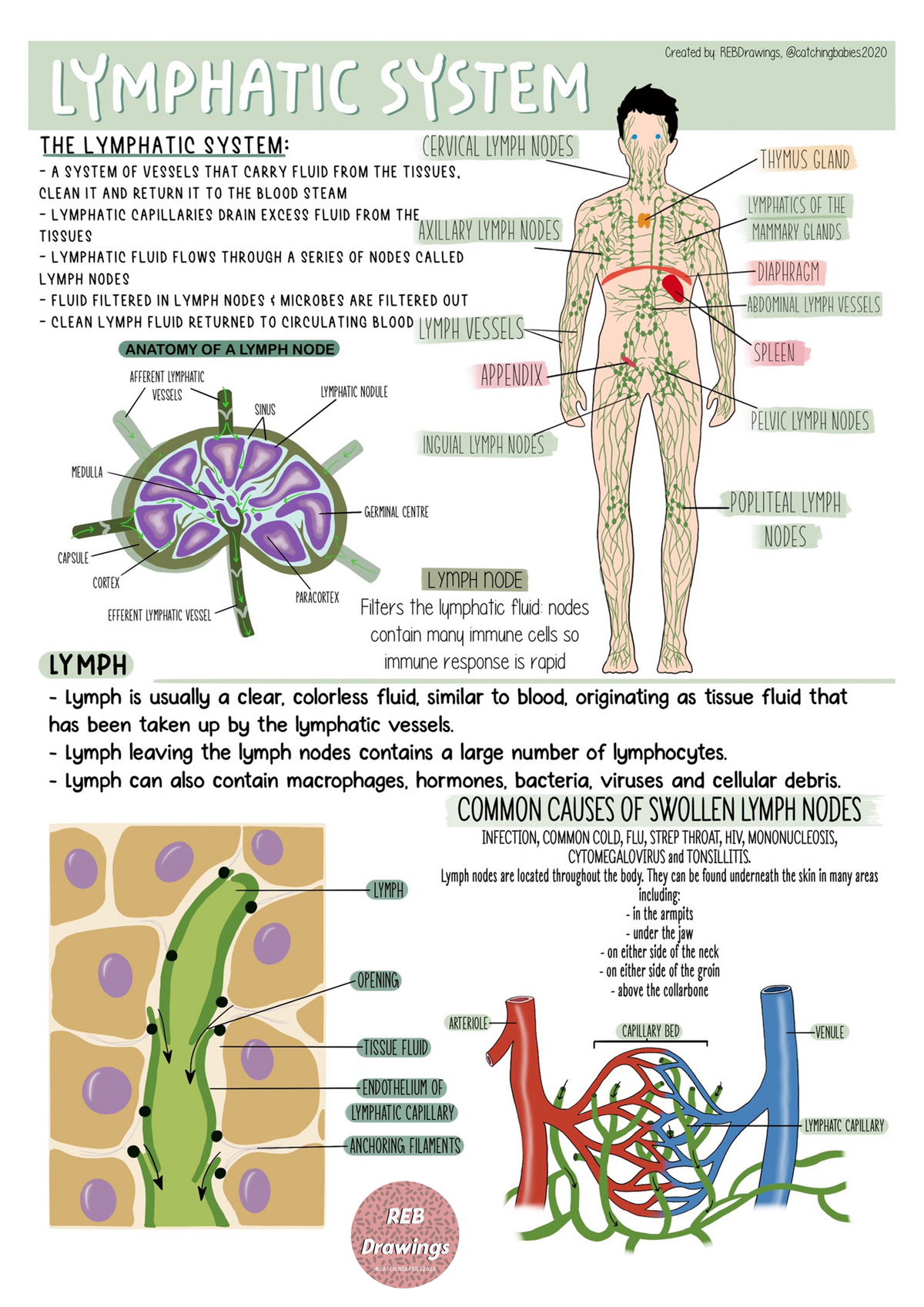 Anatomy and Physiology 2 - BIOL 2401 - Studocu