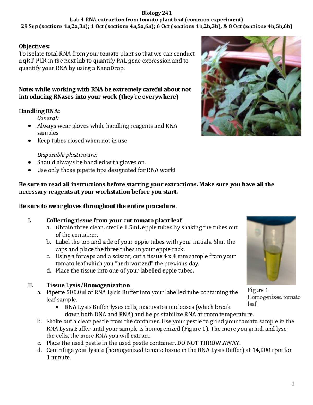 Lab 4 RNA extraction from tomato leaf Biology Lab 4 RNA extraction
