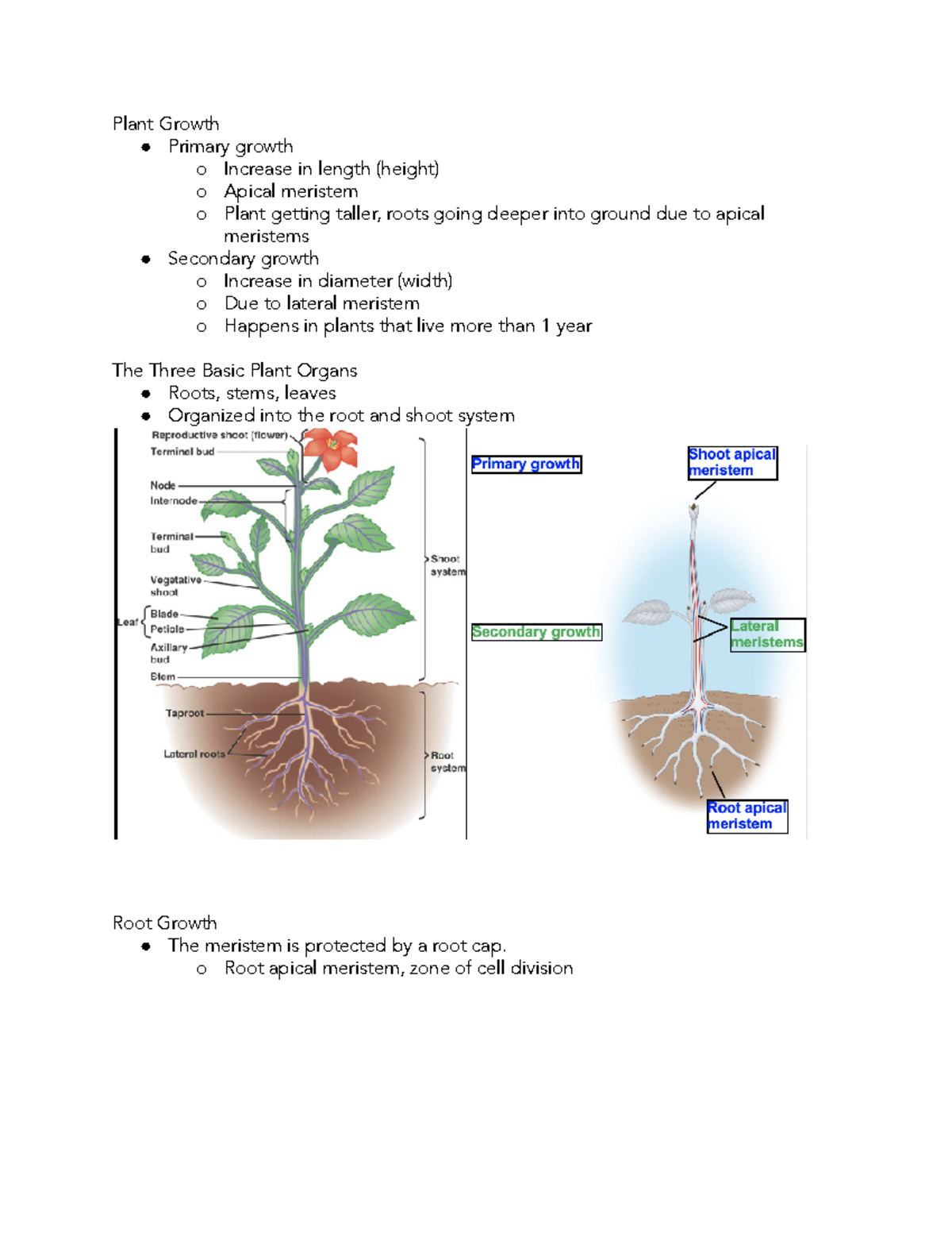 BIOL 1503, Lecture 14 - Plant Growth Primary growth o Increase in ...