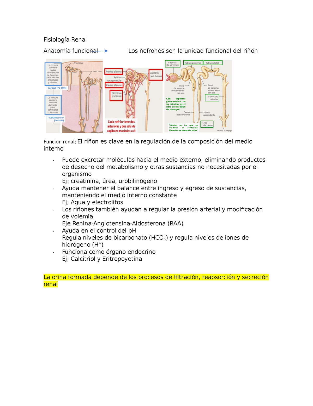 Fisiología Renal 22 - Fisiolog - Fisiología Renal Anatomía Funcional ...