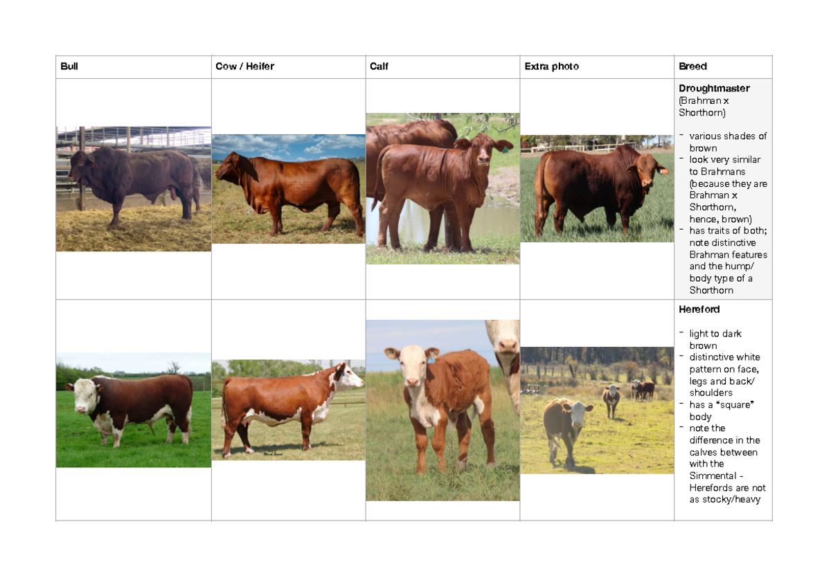 Breed ID exam (cattle section) Bull Cow / Heifer Calf Extra photo