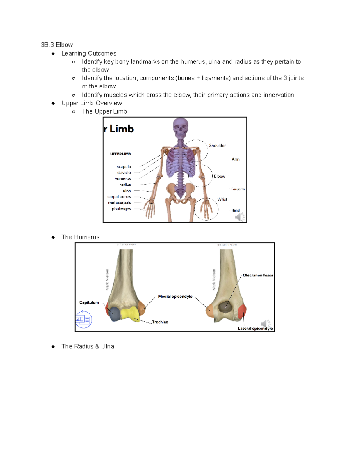 Arms - Arms - 3B Elbow Learning Outcomes Identify key bony landmarks on ...