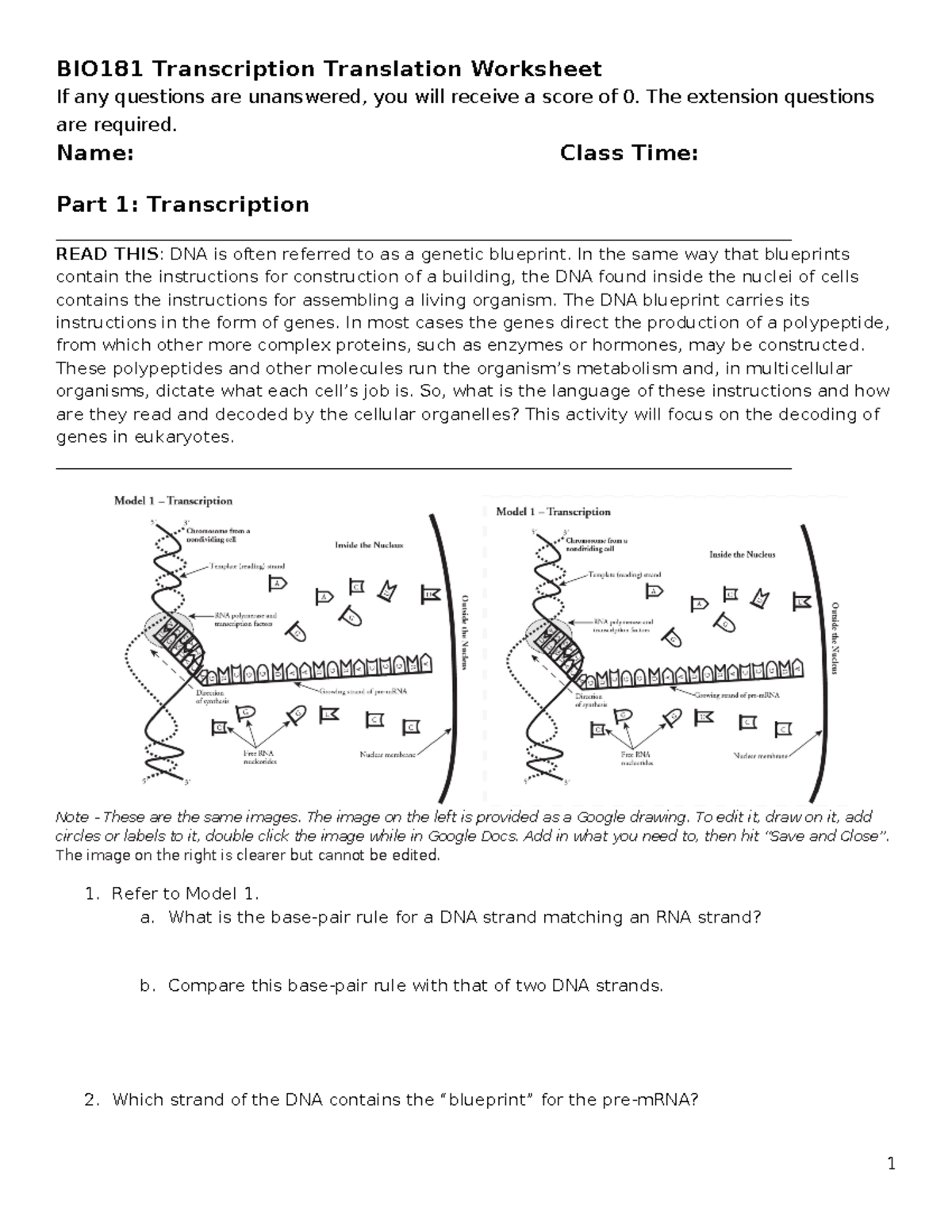 BIO181 Transcription Translation Worksheet Tagged BIO181