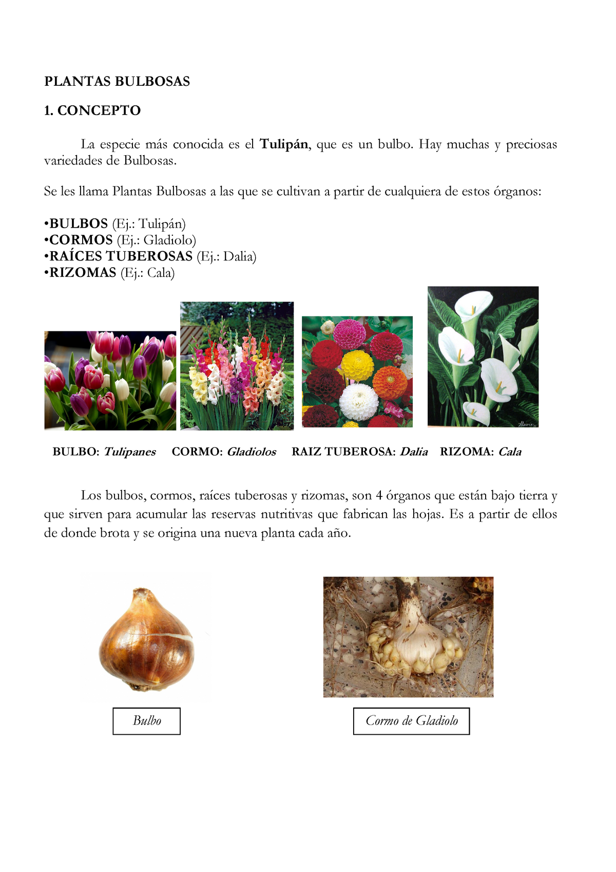 Bulbosas definitivo - PLANTAS BULBOSAS 1. CONCEPTO La especie más conocida  es el Tulipán, que es un - Studocu
