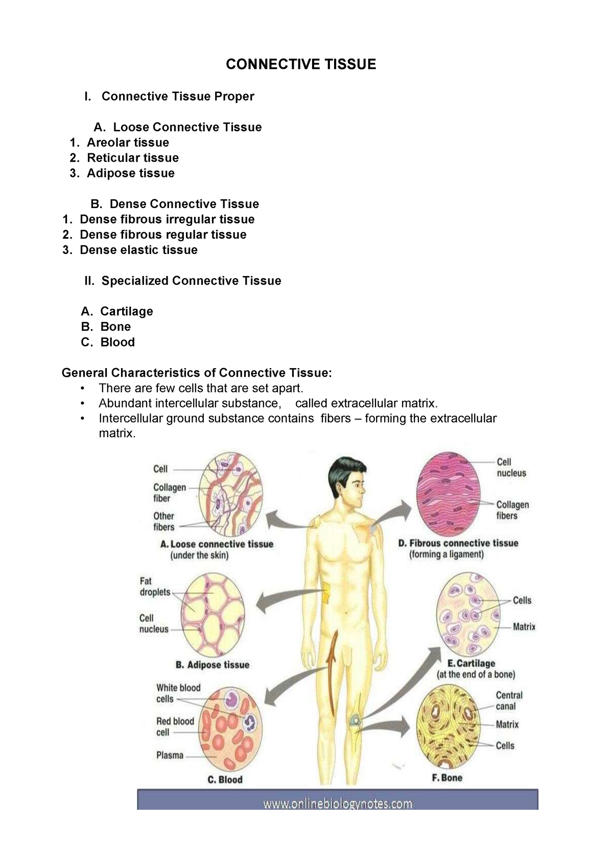 Connective Tissue - Lecture Notes 3 - CONNECTIVE TISSUE I. Connective ...