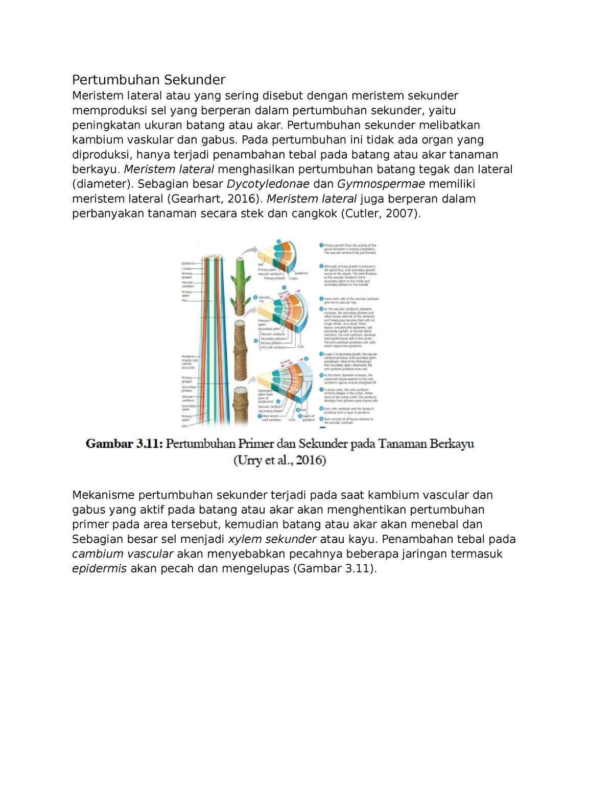Pertumbuhan Sekunder Catatan Pertumbuhan Sekunder Meristem Lateral