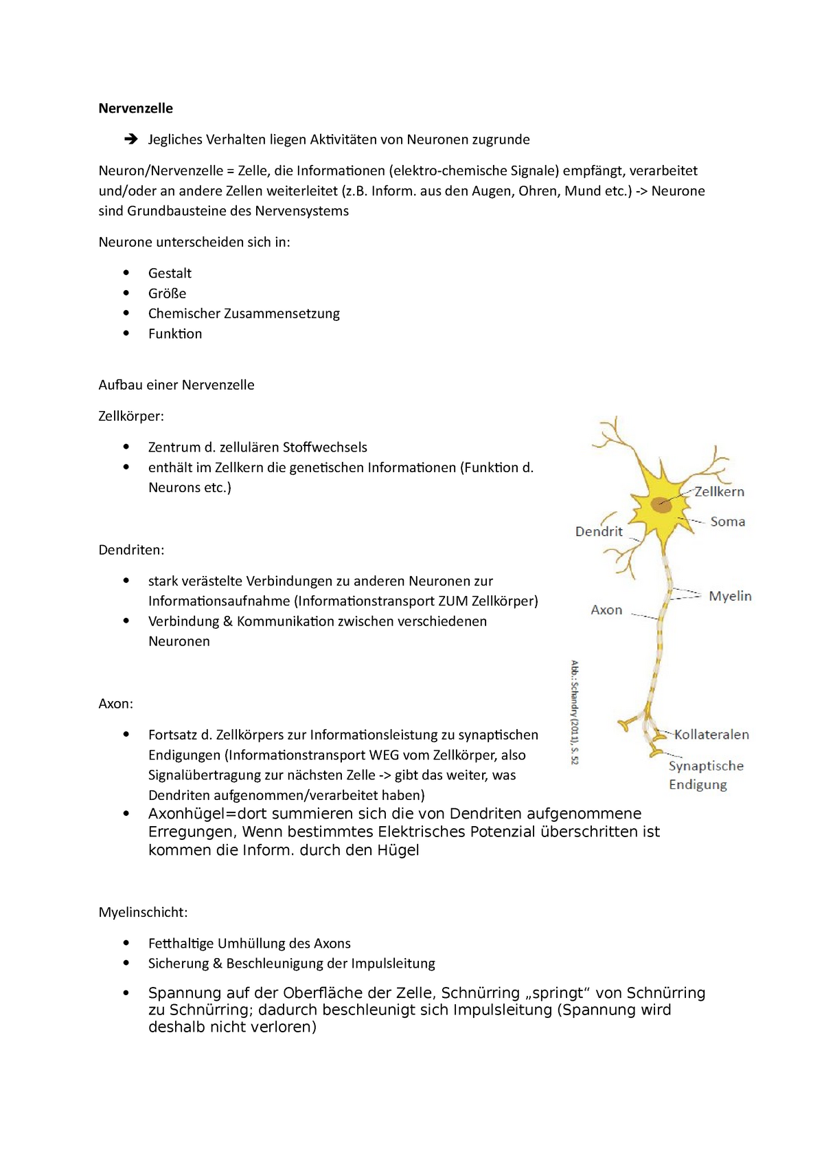 Die Synapsen - die Verbindungsstellen zwischen den Nervenzellen