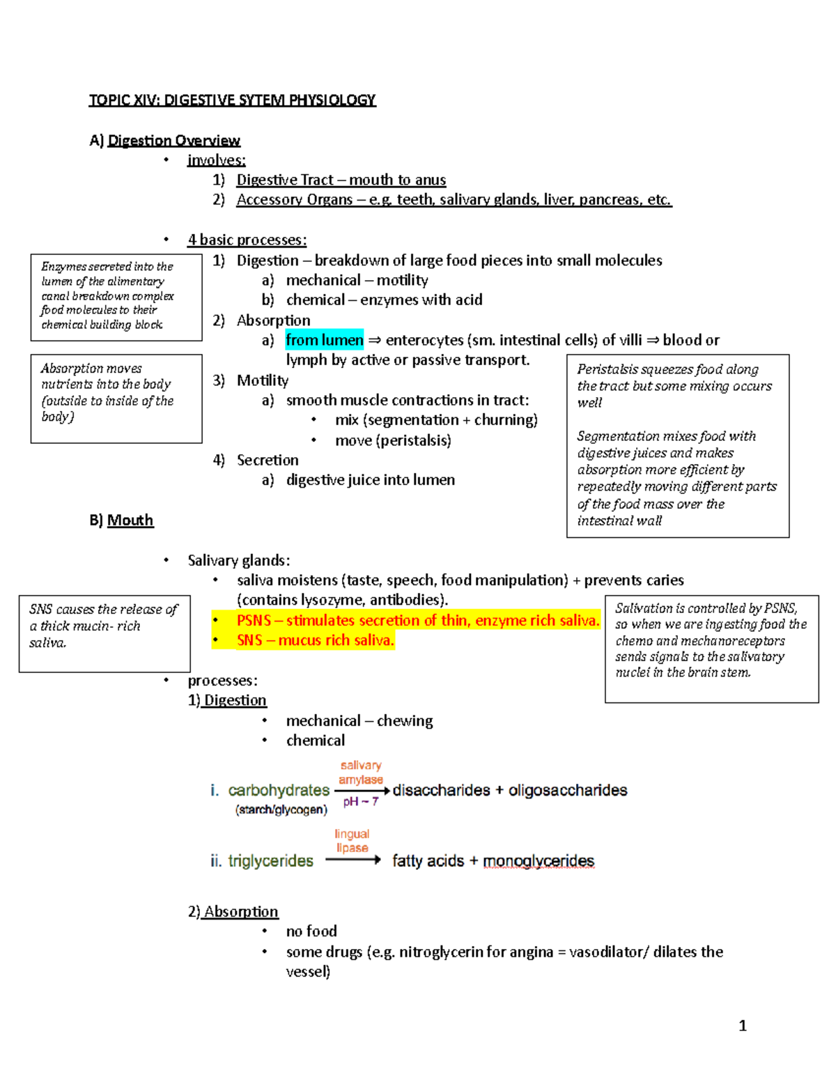 14 - Topic XIV - Digestive System Physiology - TOPIC XIV: DIGESTIVE ...