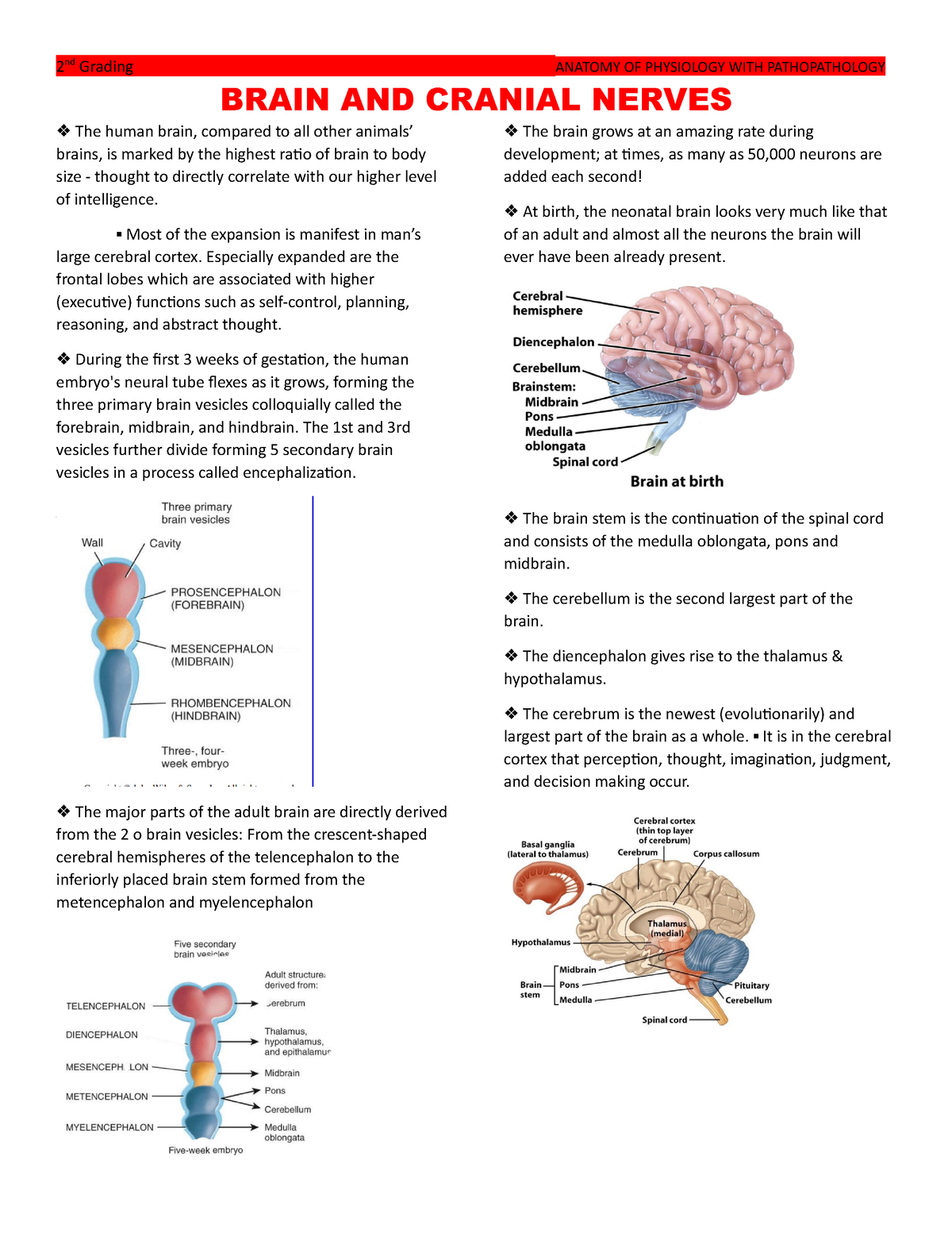 Brain - BRAIN AND CRANIAL NERVES The human brain, compared to all other ...