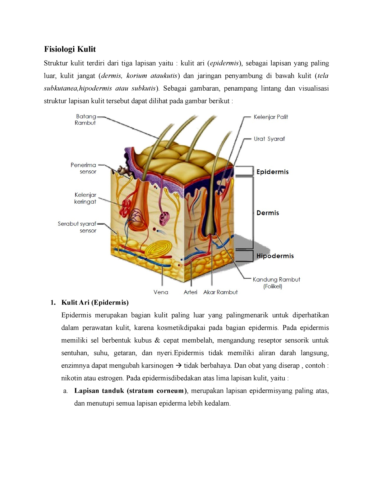 Docx Laporan Tutorial Anatomi Histologi Dan Fisiologi Kulit My Xxx Hot Girl