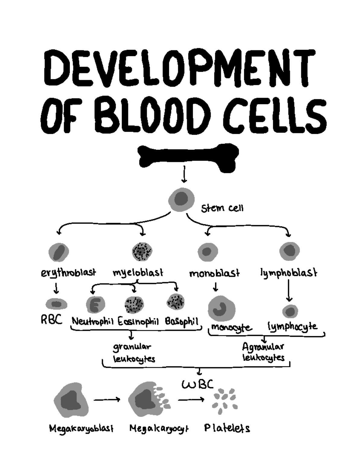 Development of Blood Cells - BSC 215 - Studocu