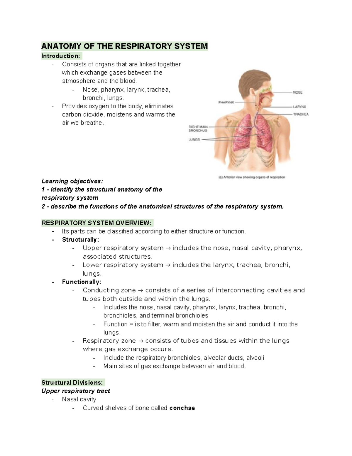 Week 7 - respiratory system - ANATOMY OF THE RESPIRATORY SYSTEM ...