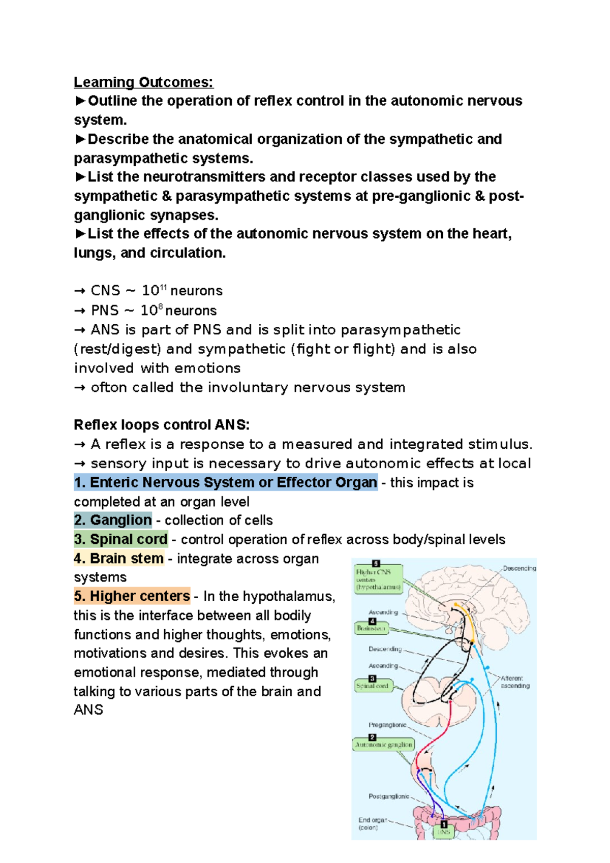 Week 4 - ANS - autonomic nervous system - Learning Outcomes: Outline ...