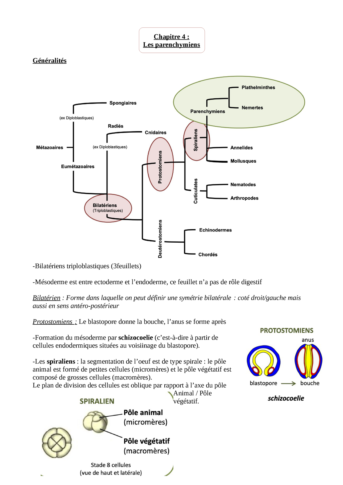 Chapitre IV - Les parenchymiens - Chapitre 4 : Les parenchymiens  Généralités -Bilatériens - Studocu