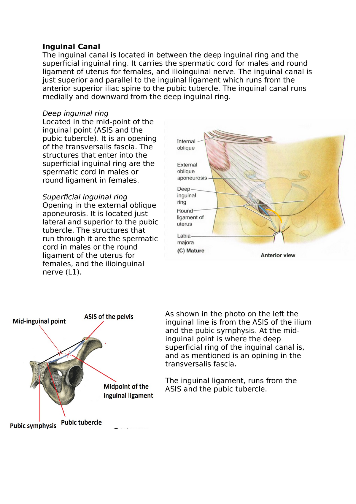 REV MED • Anatomy & Medical Education on Instagram: 