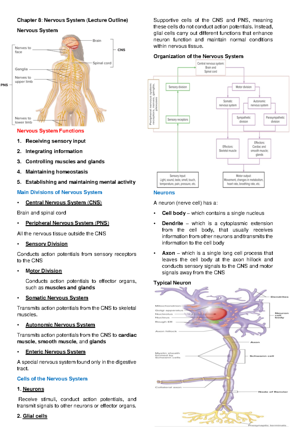 Anatomy and Physiology chapter 8 - Chapter 8 : Nervous System ( Lecture ...