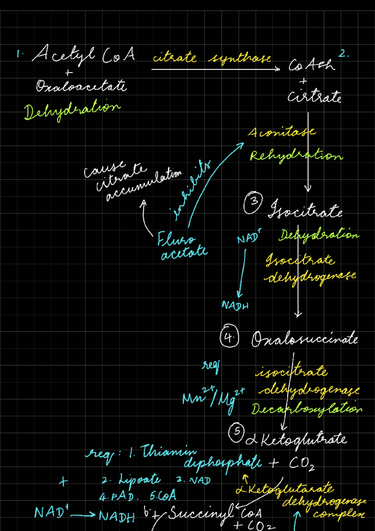 Citric acid cycle - Medical Biochemistry - Studocu