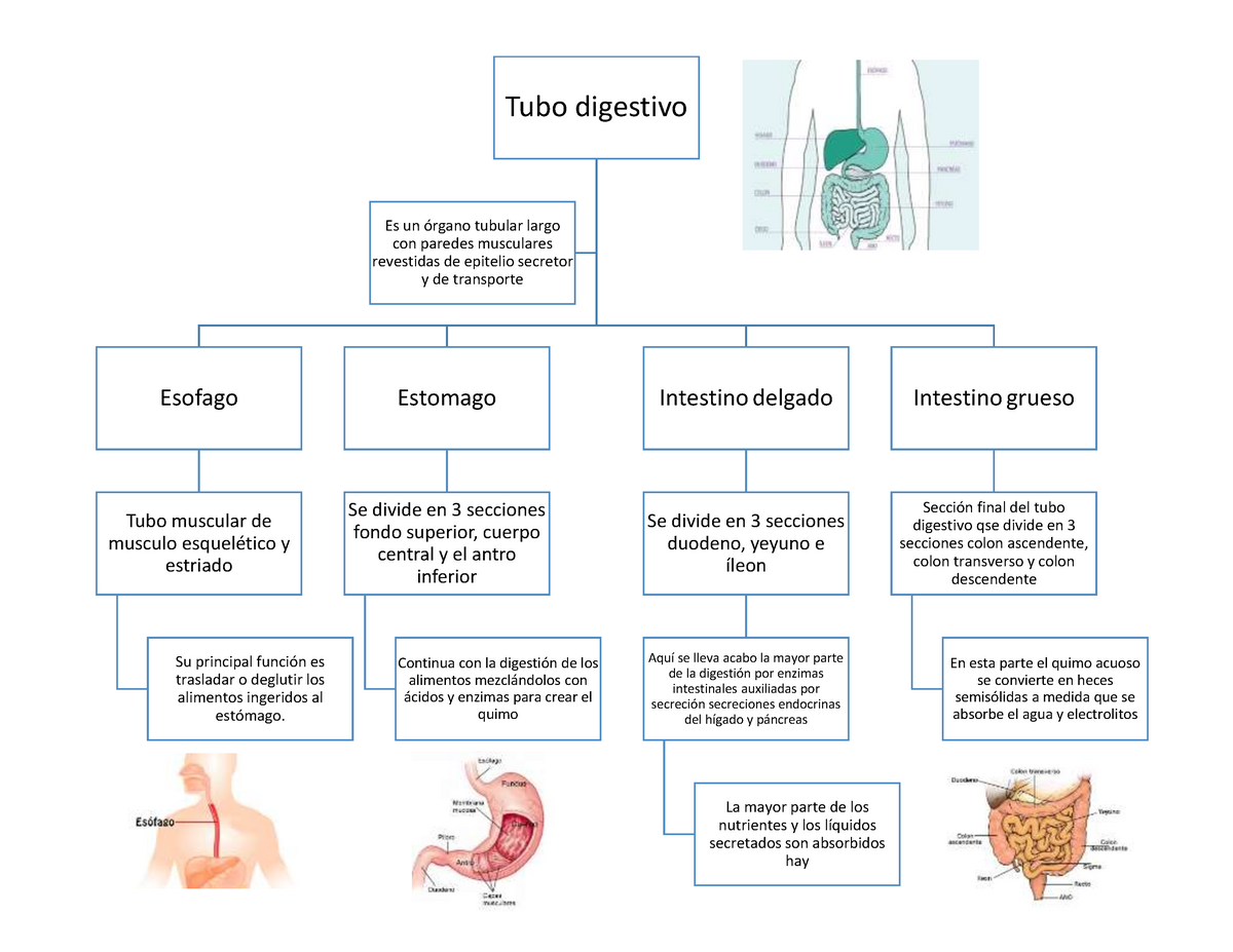 Tubo digestivo mapa conceptual - Tubo digestivo Esofago Tubo muscular de  musculo esquelético y - Studocu