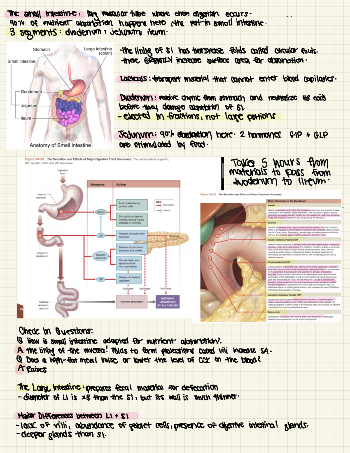 The Small Intestine - The small intestine : long muscular tube where ...