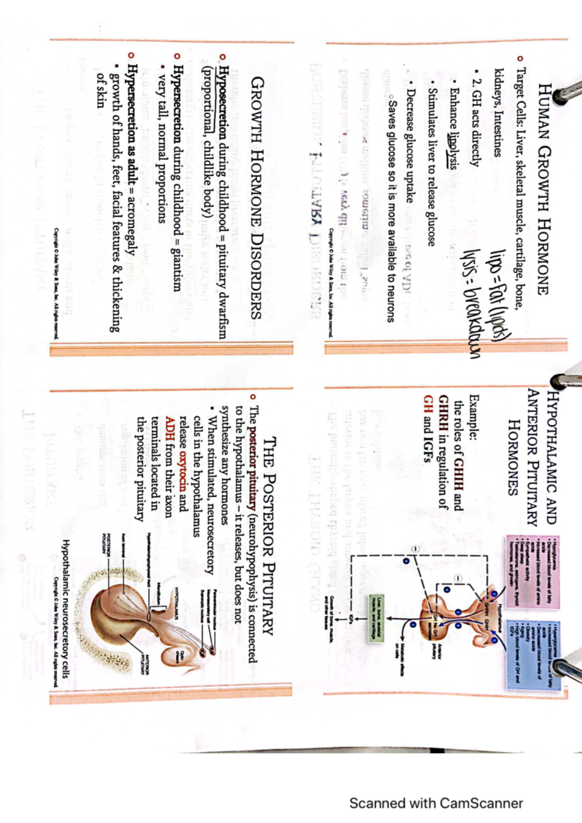 Anatomy Chapter 18 Second Part - BIOL 142 - Studocu