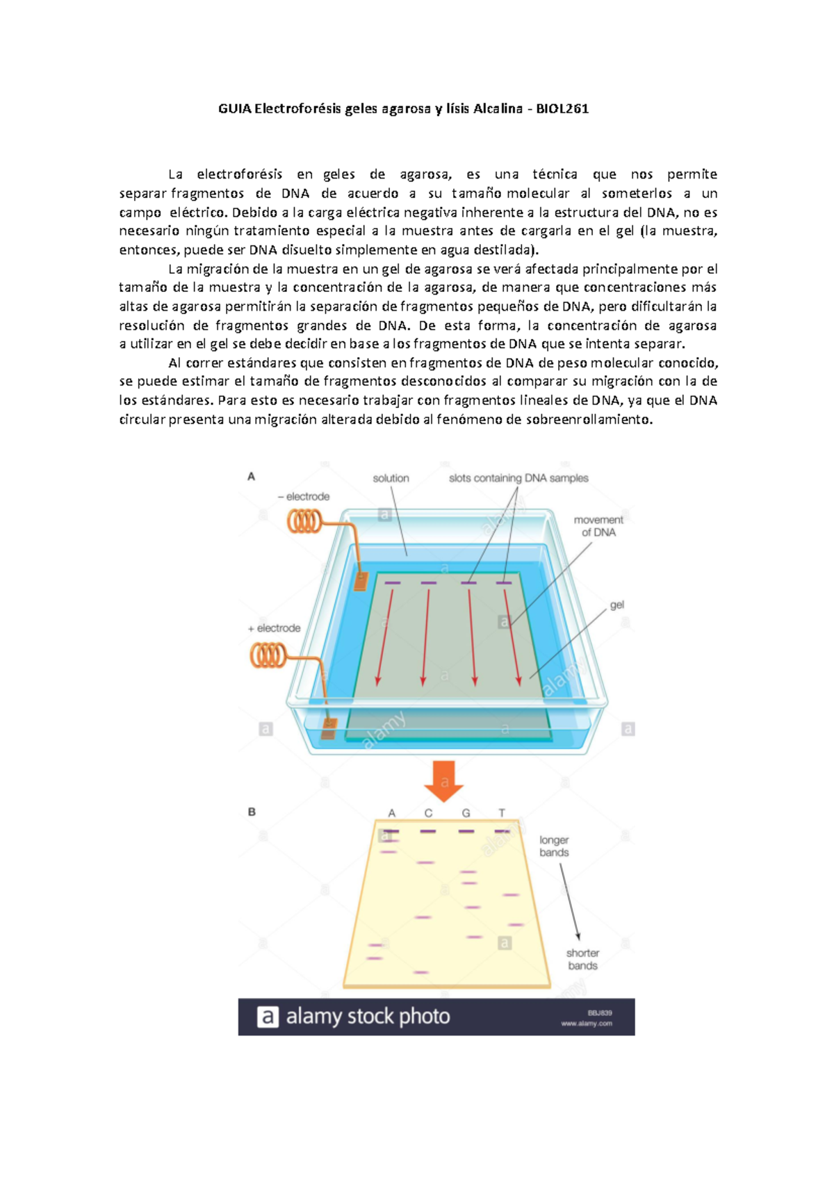 Guia Laboratorio Lisis Alcalina Y Elec Dna Biol Guia Electrofor Sis Geles Agarosa Y L Sis