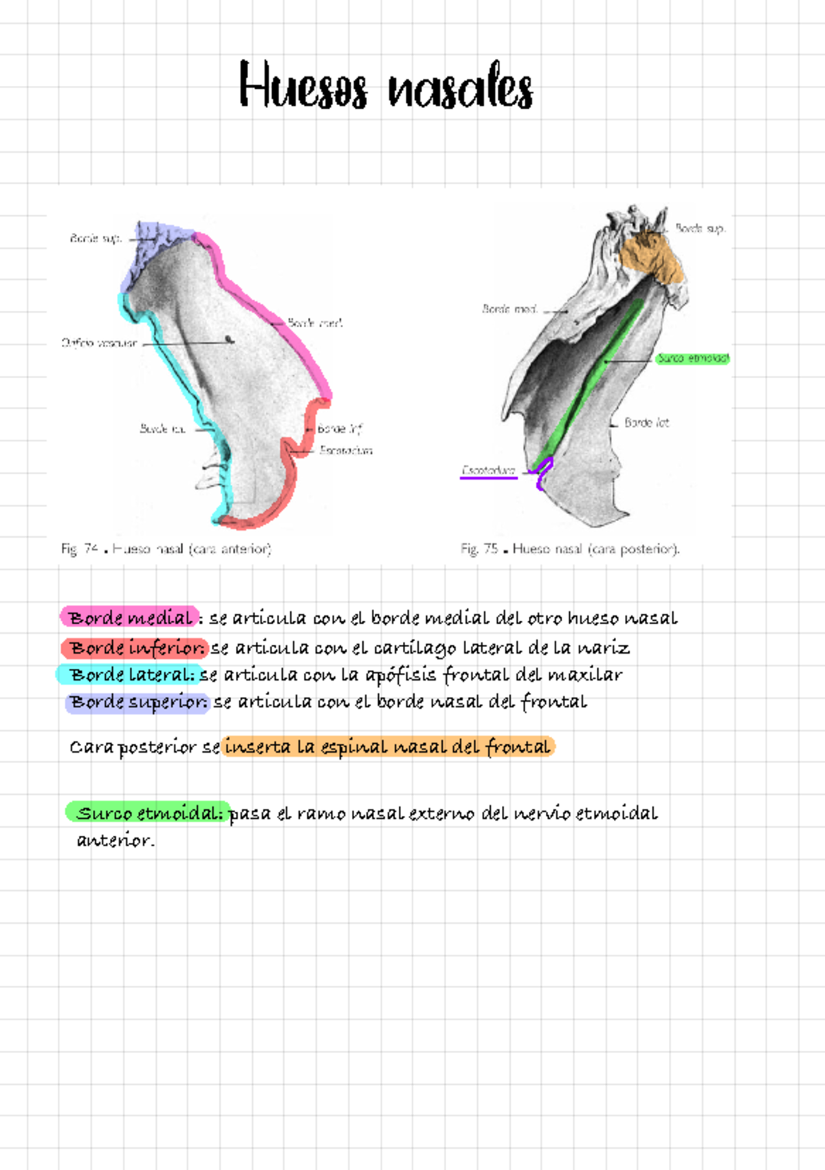 Huesos Nasales - .´´ - Anatomia facial - Huesos nasales Borde medial ...