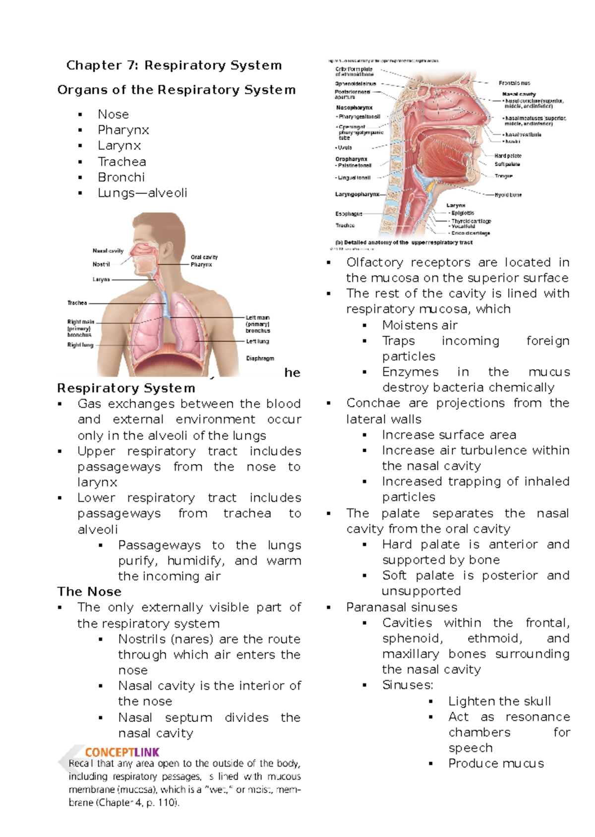 Front page - aassbcjh - Chapter 7: Respiratory System Organs of the ...