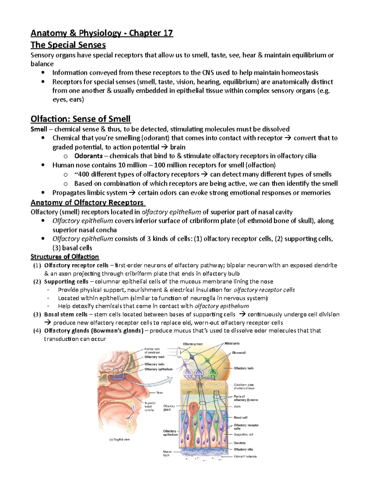 Chapter 17 Special Sense Anatomy And Physiology Chapter 17 The Special Senses Sensory Organs 0090