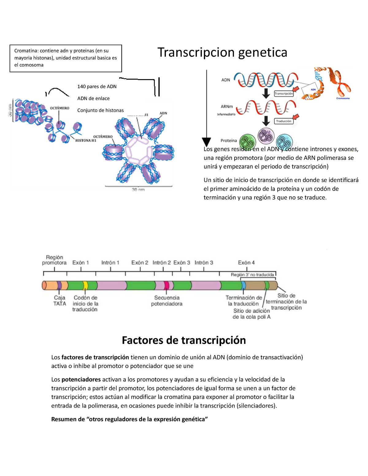 Transcripcion Genetica - Transcripcion Genetica Factores De ...