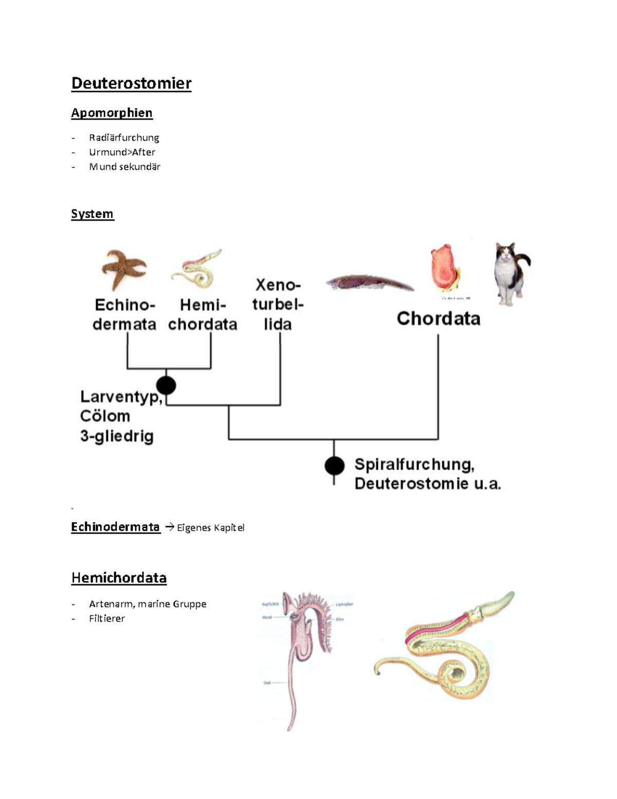 22 Deuterostomier - Apomorphien - Deuterostomier Apomorphien Mund ...