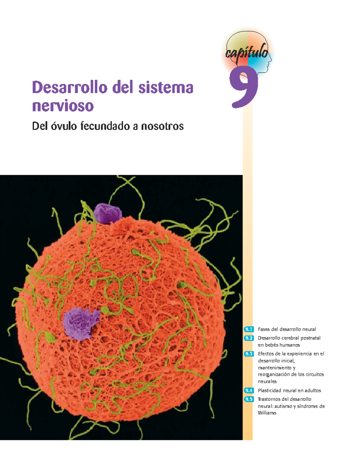 Cap. 9 - Biopsicologia - 9 Fases Del Desarrollo Neural 9 Desarrollo ...