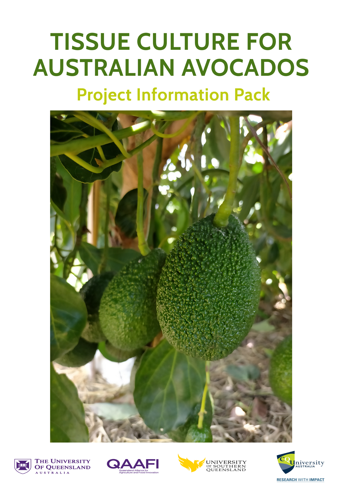 UQ Tissue Culture for Australian Avocados - PIP - Project Information ...